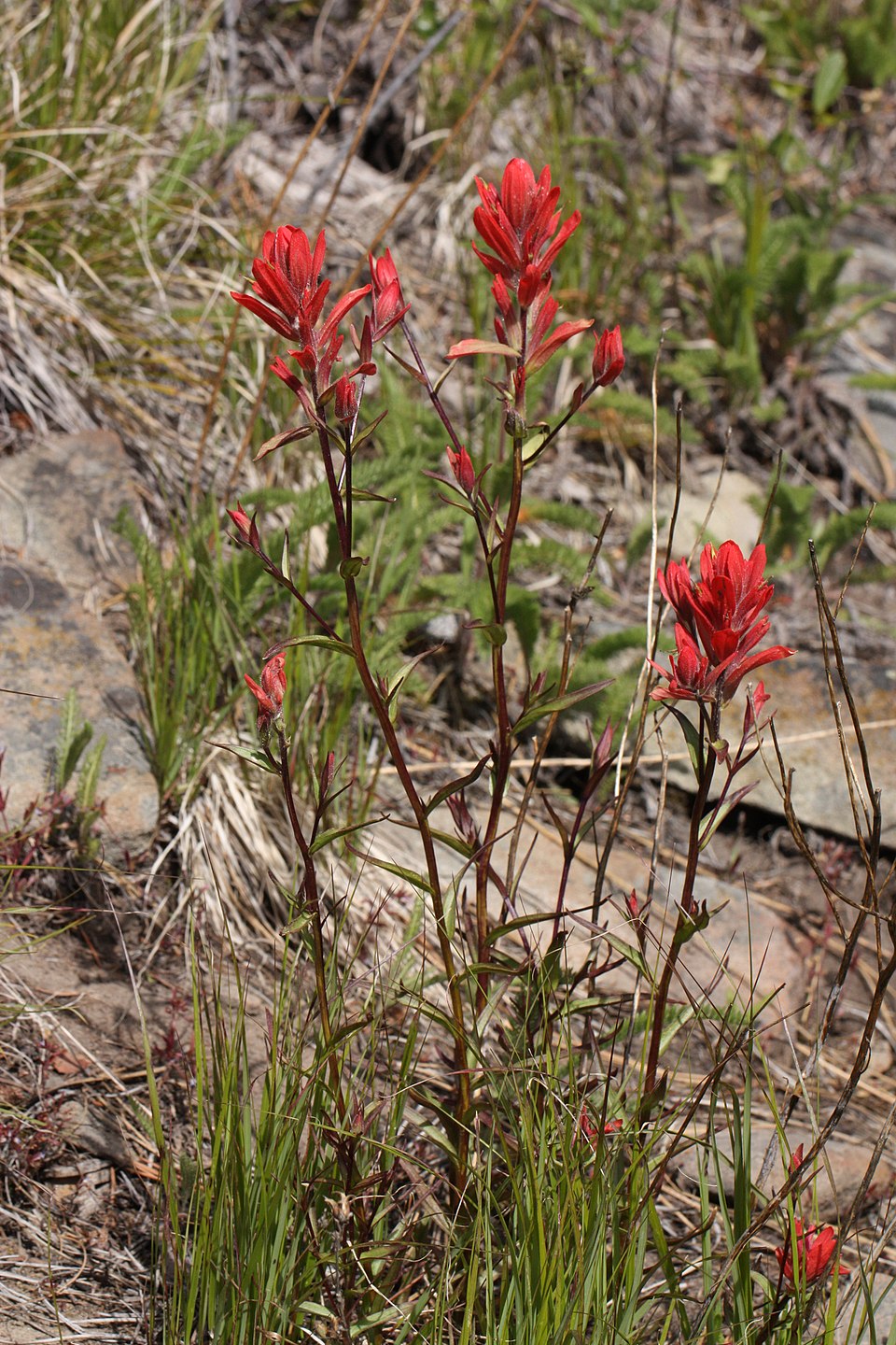 Castilleja Miniata Seeds (50) Scarlet Indian Paintbrush – Native Wildflower, Red Blooms, Pollinator Plant