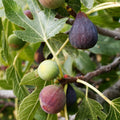 Celeste Fig Cuttings (Ficus carica) - 2 Unrooted 6-8" | Sweet Cold Hardy Heirloom Fig Tree | Sugar Fig for Propagation & Home Orchards