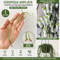 Ceropegia Ampliata 1 Rooted Cutting – Bushman’s Pipe Vine