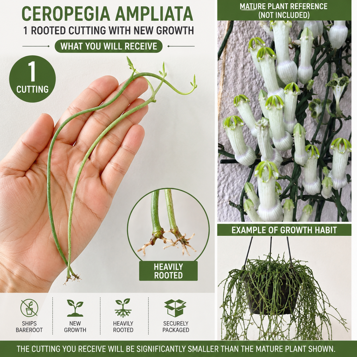 Ceropegia Ampliata 1 Rooted Cutting – Bushman’s Pipe Vine