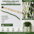 Bushman’s Pipe 1 Unrooted Cutting 6 Inch – Ceropegia ampliata