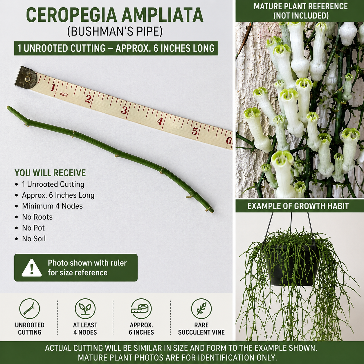 Bushman’s Pipe 1 Unrooted Cutting 6 Inch – Ceropegia ampliata