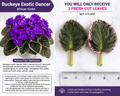 Buckeye Exotic Dancer African Violet 2 Fresh Cut Leaves – Saintpaulia Hybrid