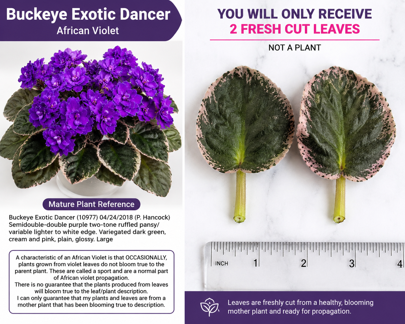 Buckeye Exotic Dancer African Violet 2 Fresh Cut Leaves – Saintpaulia Hybrid