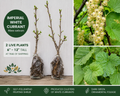 Imperial White Currant 2 Live Plants (6–12") – Ribes sativum