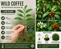 Wild Coffee 1 Live Plant (3–6") Bare Root – Psychotria nervosa