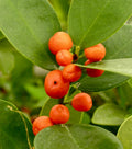 Super Double Rare Hong Kong Kumquat Cuttings (Fortunella hindsii) – 3 Fresh Scions for Rooting or Grafting – Mini Wild Citrus