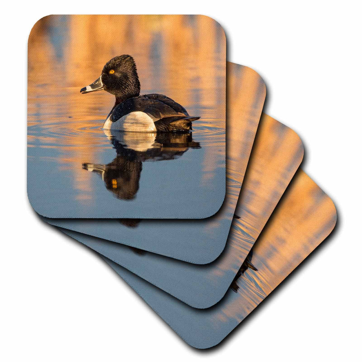 3dRose WY. Male Ring-Necked Duck is Reflected on a Quiet Pond. - Coasters (CST_333207)