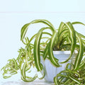 4 Rooted Curly Spider Plants – Live Chlorophytum Bonnie Houseplants, Easy Indoor Air-Purifying Plants for Home & Office