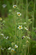 Drymocallis Arguta Seeds (500) Tall Cinquefoil – Native Perennial Wildflower, Yellow Blooms, Pollinator Plant