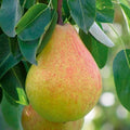 1 Live Ayers Sugar Pear Tree 1–2 Ft Bareroot | Sweet Juicy Fruit, Heirloom Variety, Cold Hardy, Ready to Plant