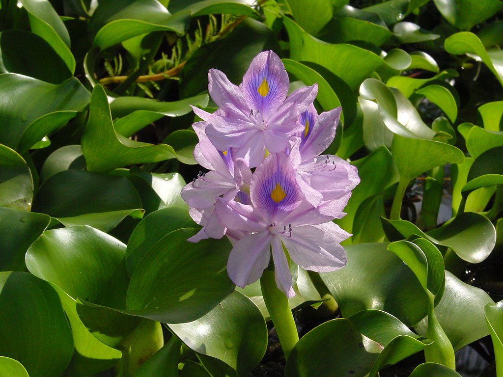 Water Hyacinth & Water Lettuce Plants Bundle - 5 Medium Floating Pond Plants - Eichhornia crassipes & Pistia stratiotes