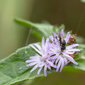 Elephantopus carolinianus 30 Seeds – Carolina Elephant's Foot | Native Wildflower | Woodland & Meadow Plant