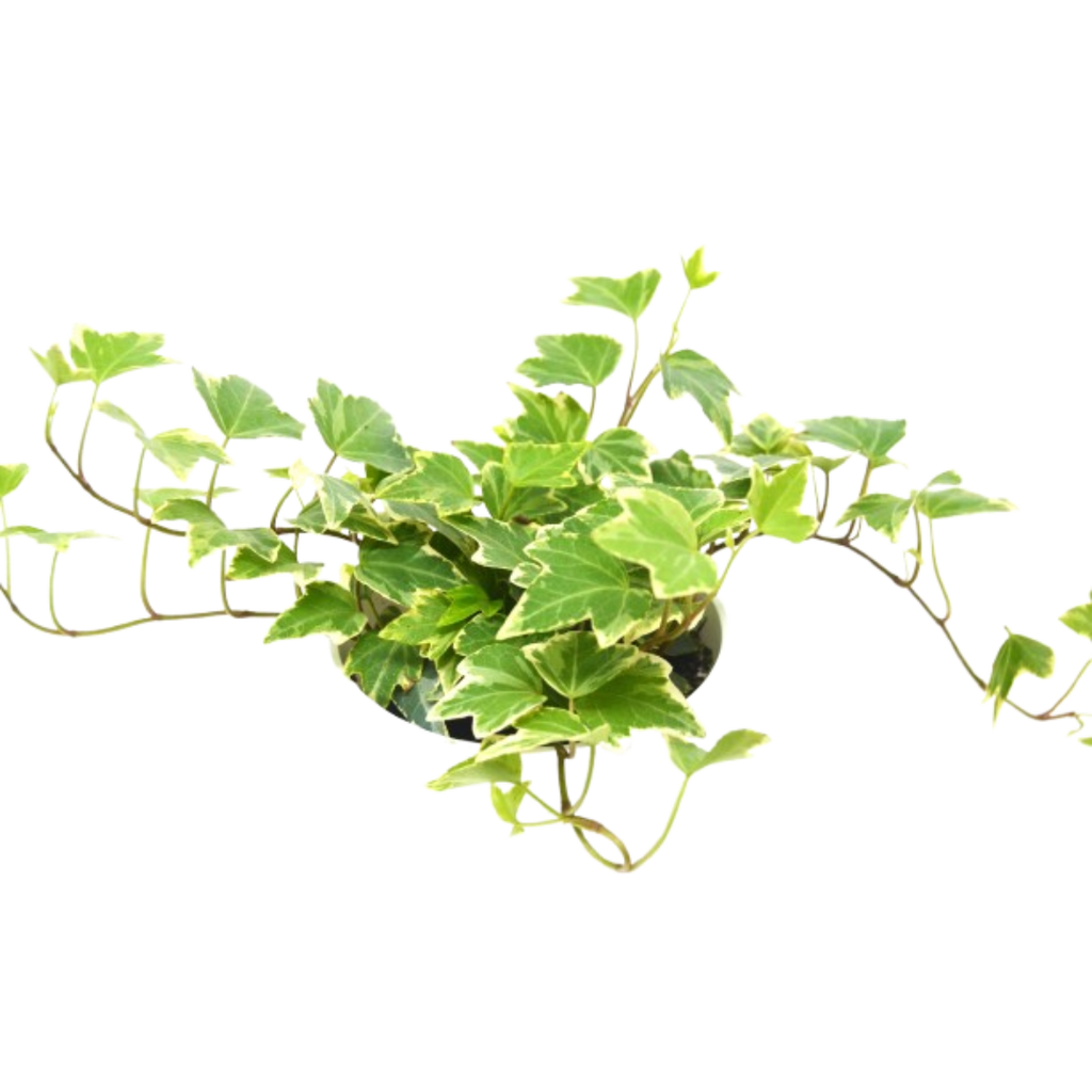 2 English Ivy Variety Pack - 4" Pot