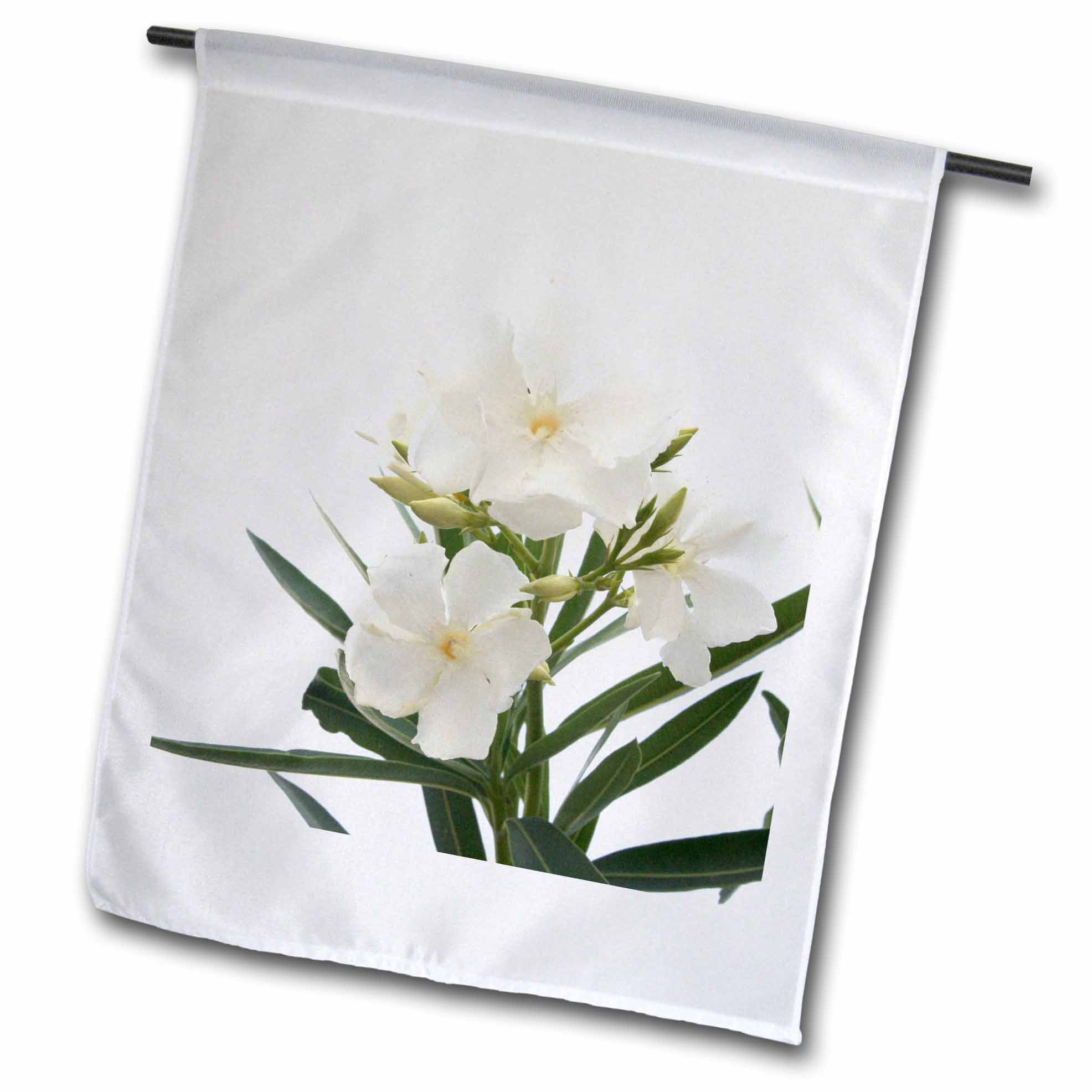 3dRose Taiche - Photography - Oleander - Oleander White - white, flower, tree, oleander, blossom, tropical plant, buds - Flags (fl_46838)