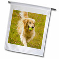 3dRose Danita Delimont - Dogs - Colorado, Summit County, golden retriever dog - US06 BJA0068 - Jaynes Gallery - Flags (fl_88829)