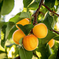5 Flavor Delight Aprium Scions – 3–6" Unrooted Grafting Cuttings – Apricot x Plum Hybrid – Rare Fruit Tree Budwood