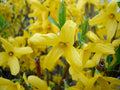 12 Forsythia Cuttings for Propagation – Fresh Unrooted 6–8” Stems – Easy Rooting Hardy Yellow Flowering Shrub – Early Spring Blooms