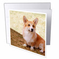 3dRose Dogs Corgi - Pembroke Welsh Corgi - Greeting Cards (gc_1065)
