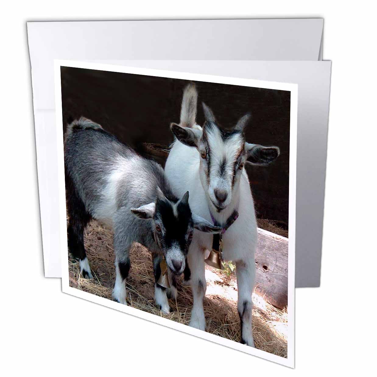 3dRose Farm Animals - Pygmy Goat - Greeting Cards (gc_1068)