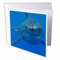 3dRose EvaDane - Funny Pictures - Underwater Great White Shark - Greeting Cards (gc_108355)