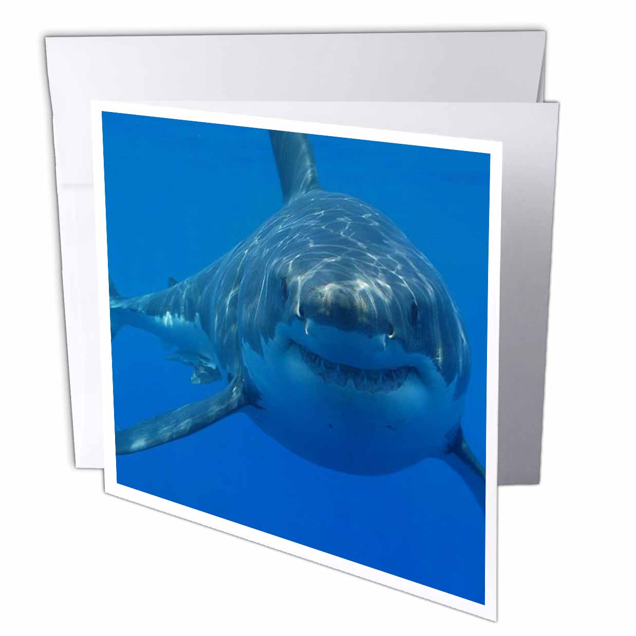 3dRose EvaDane - Funny Pictures - Underwater Great White Shark - Greeting Cards (gc_108355)