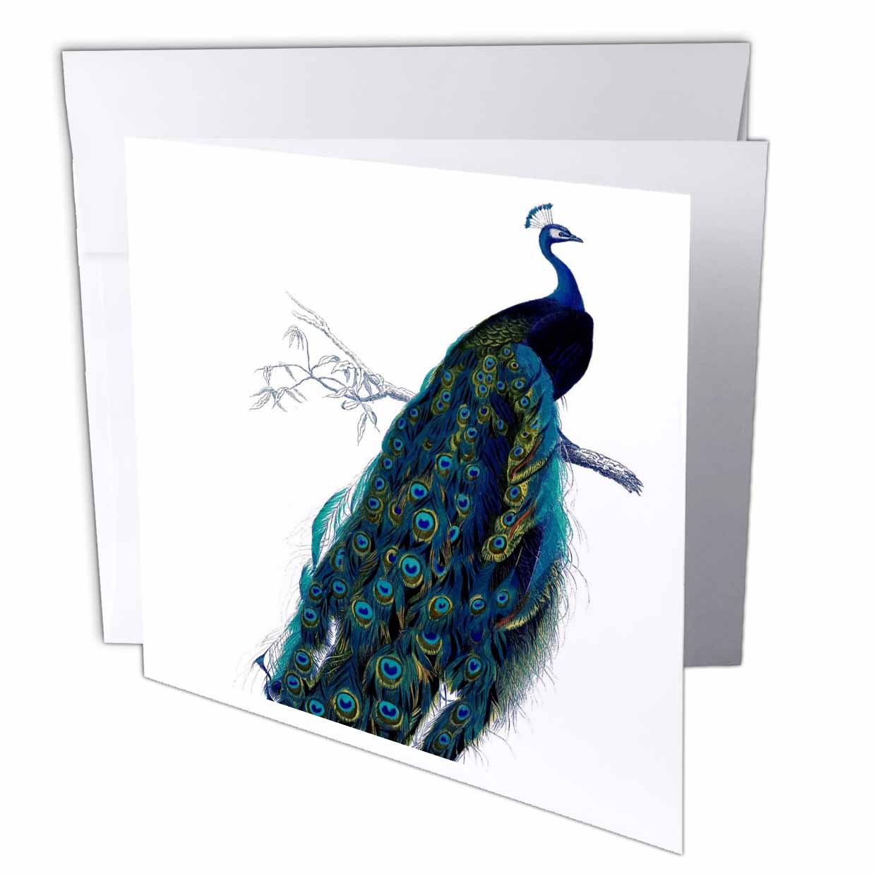 PS Vintage - Beautiful Vintage Peacock - Greeting Cards