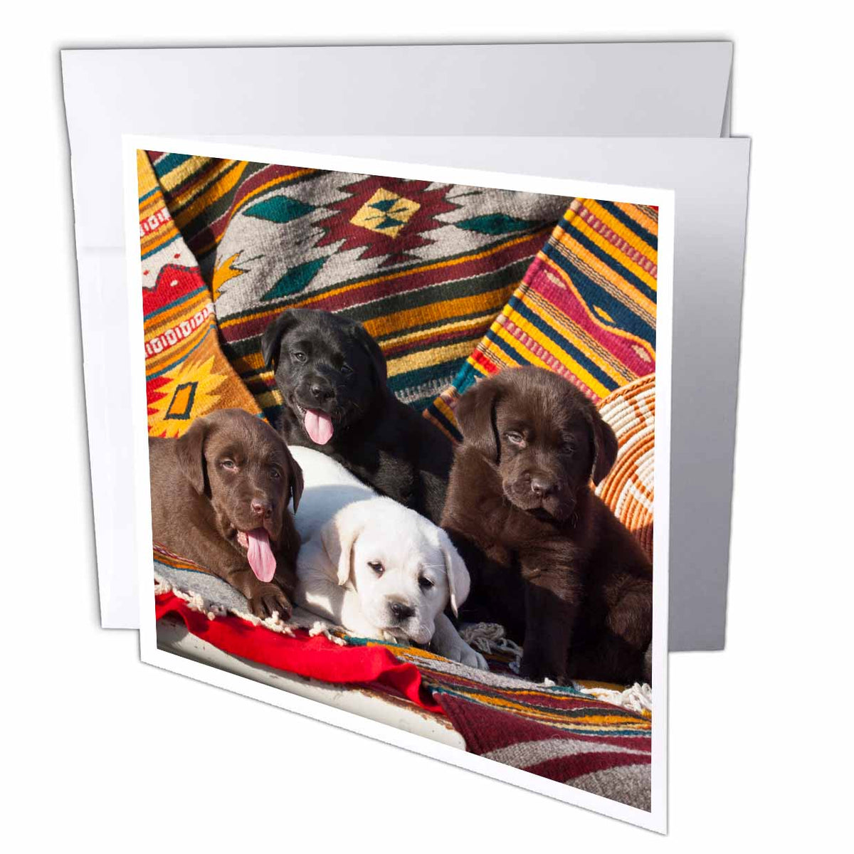3dRose Danita Delimont - Dogs - Five Labrador Retriever dogs - NA02 ZMU0166 - Zandria Muench Beraldo - Greeting Cards (gc_140445)