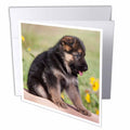 Danita Delimont - Dogs - German Shepherd puppy dog - NA02 ZMU0175 - Zandria Muench Beraldo - Greeting Cards
