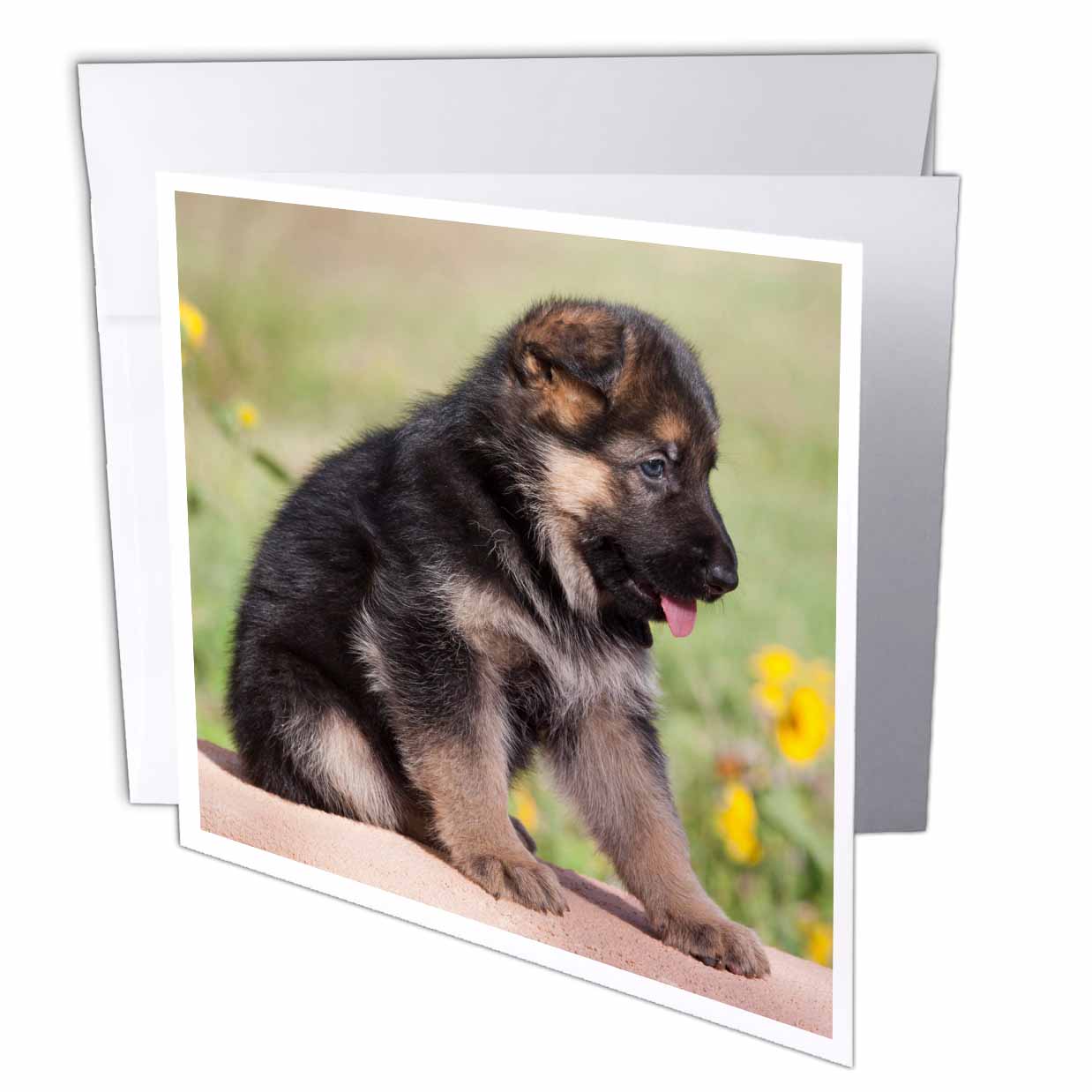 Danita Delimont - Dogs - German Shepherd puppy dog - NA02 ZMU0175 - Zandria Muench Beraldo - Greeting Cards