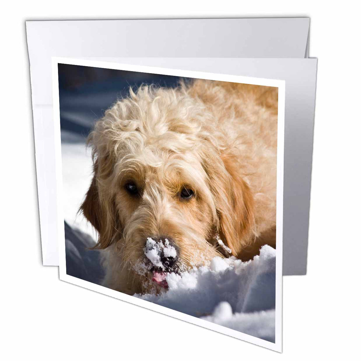 3dRose Danita Delimont - Dogs - A Goldendoodle dog - US32 ZMU0068 - Zandria Muench Beraldo - Greeting Cards (gc_145318)