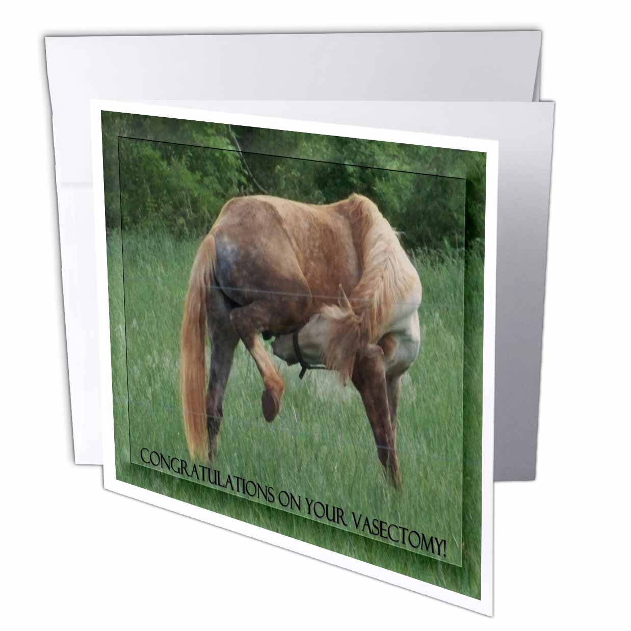 Rebecca Anne Grant Photography Designs Horses - Funny Horse Green Background Congratulations On Vasectomy - Greeting Cards
