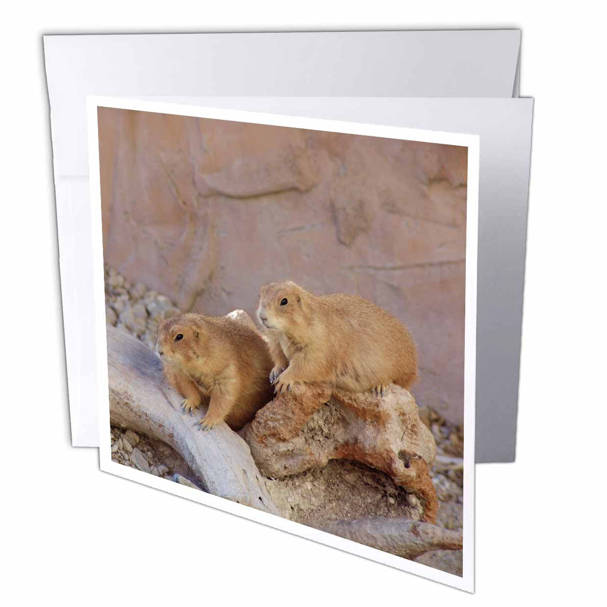 3dRose Florene Nature n Animals - Groundhog Day - Greeting Cards (gc_17160)