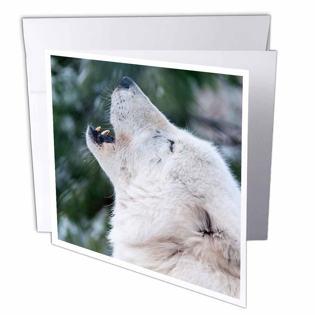 RONI CHASTAIN ANIMALS - ROCKY MOUNTAIN GRAY WOLF - Greeting Cards