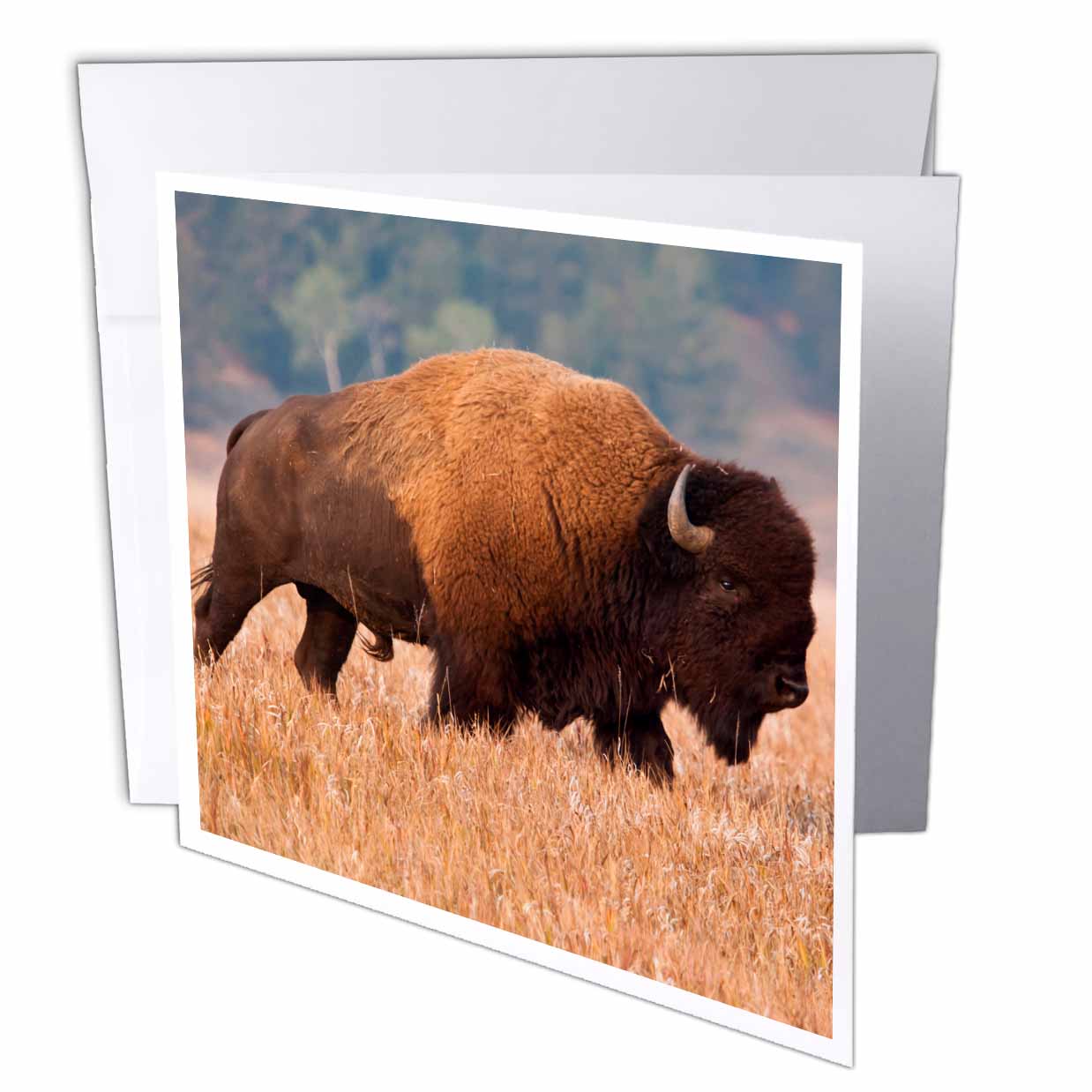 3dRose Danita Delimont - Larry Ditto - Bisons - American Bison herd in Teton NP, Wyoming, USA - Greeting Cards (gc_191356)