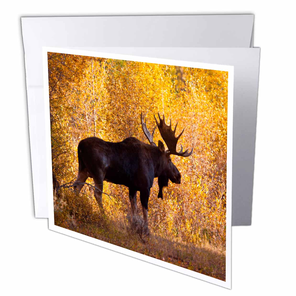 Danita Delimont - Larry Ditto - Moose - Moose bull in golden willows. - Greeting Cards