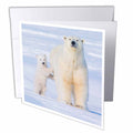 3dRose Danita Delimont - Steve Kazlowski - Bears - USA, Alaska, Arctic NWR. Polar bear sow with her cub outside their den - Greeting Cards (gc_191948)