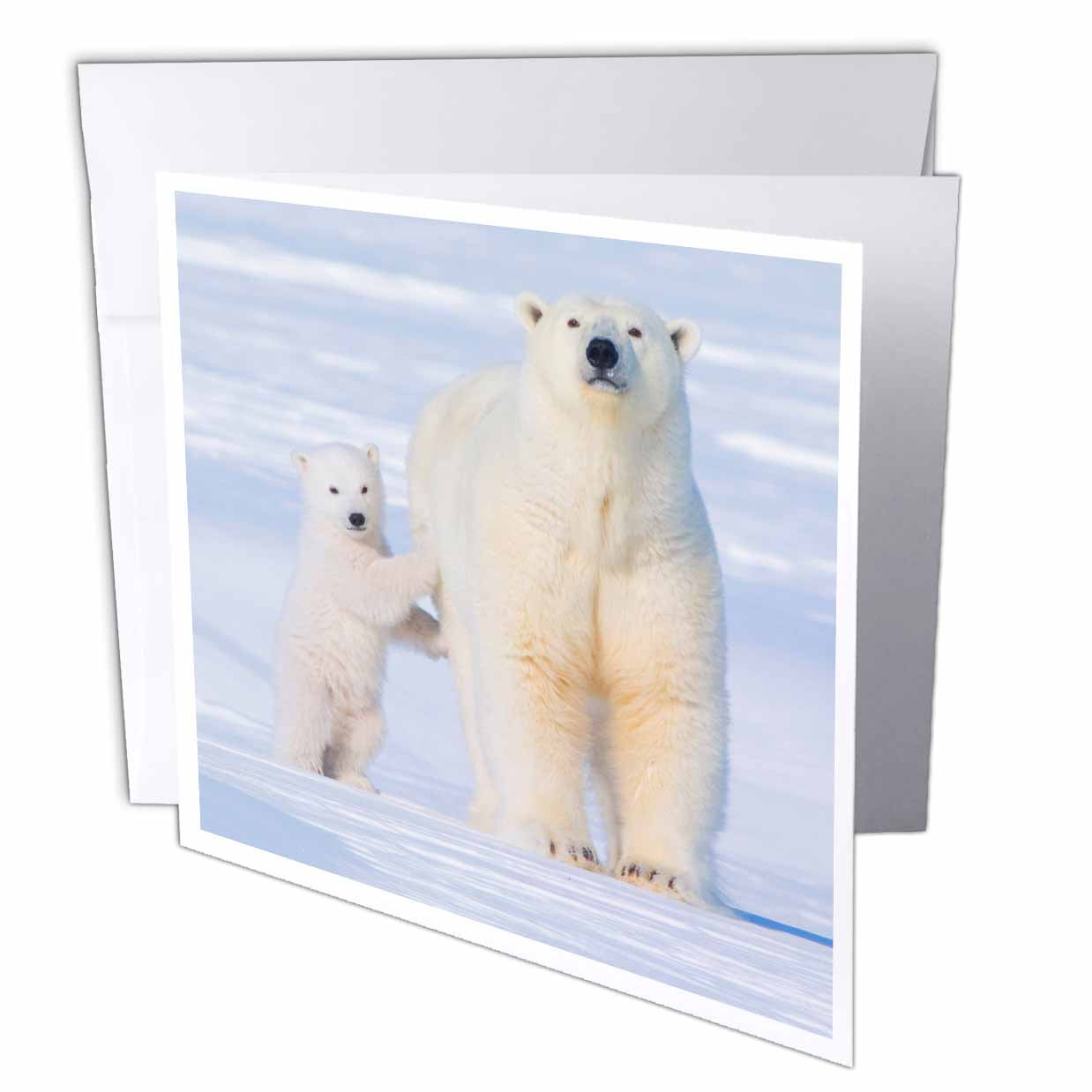 3dRose Danita Delimont - Steve Kazlowski - Bears - USA, Alaska, Arctic NWR. Polar bear sow with her cub outside their den - Greeting Cards (gc_191948)