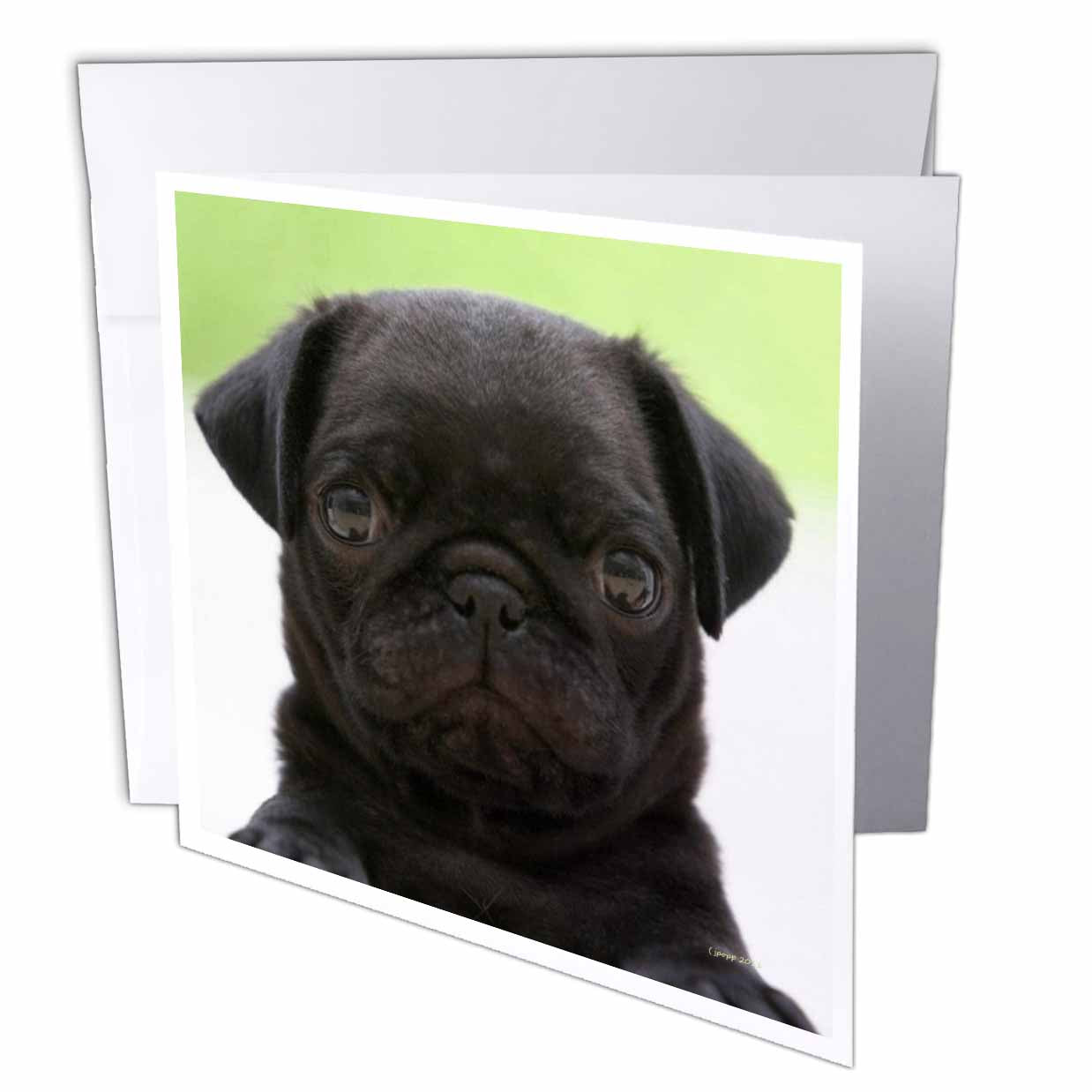 3dRose Jackie Popp Nature N Wildlife animals - Pug Puppy - Greeting Cards (gc_21198)