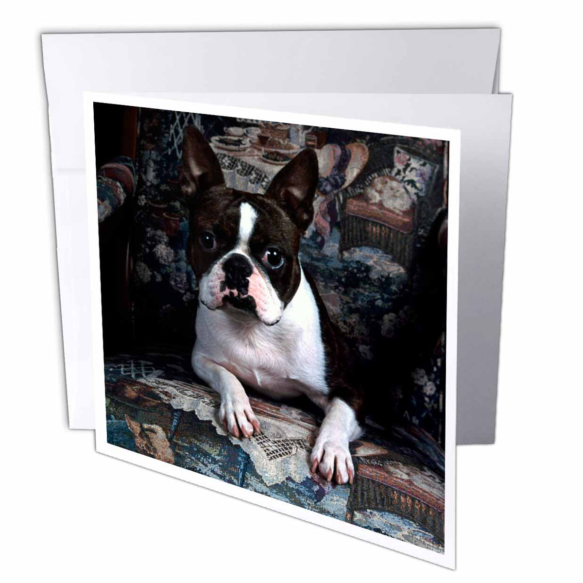 Dogs Boston Terrier - Boston Terrier Philippe - Greeting Cards