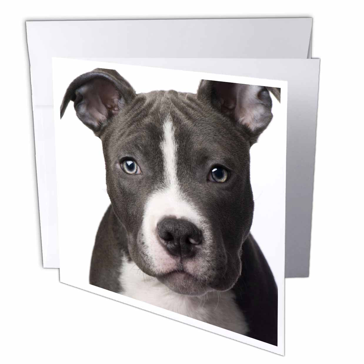 3dRose Dogs Pitbull - American Pit Bull Terrier Puppy - Greeting Cards (gc_4240)