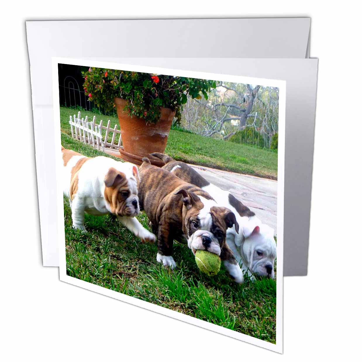 3dRose Edmond Hogge Jr Dogs - English Bulldogs Play Ball - Greeting Cards (gc_60013)