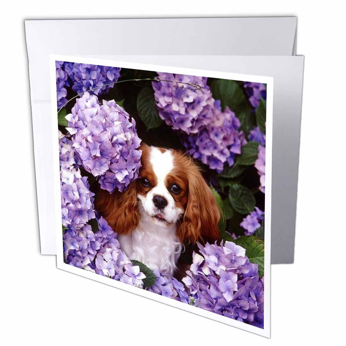 3dRose Florene Dog - Cavalier King Charles Spaniel - Greeting Cards (gc_61913)