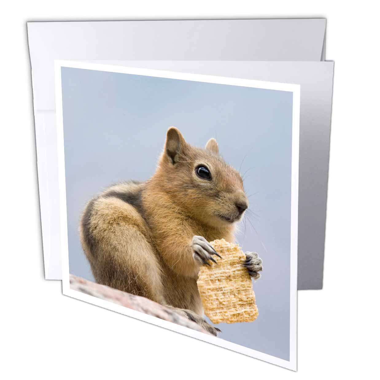 Danita Delimont - Squirrels - Close-up of squirrel eating cracker - NA01 BJA0160 - Jaynes Gallery - Greeting Cards