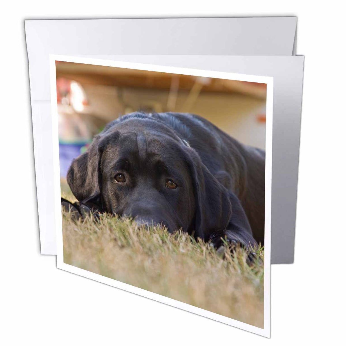 3dRose Danita Delimont - Dogs - Labrador Retriever puppy dog - NA02 RBR0015 - Rick A. Brown - Greeting Cards (gc_84179)