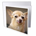 3dRose Danita Delimont - Dogs - Toothless Chihuahua Dog, Santa Fe, New Mexico - US32 JMR0502 - Julien McRoberts - Greeting Cards (gc_92682)