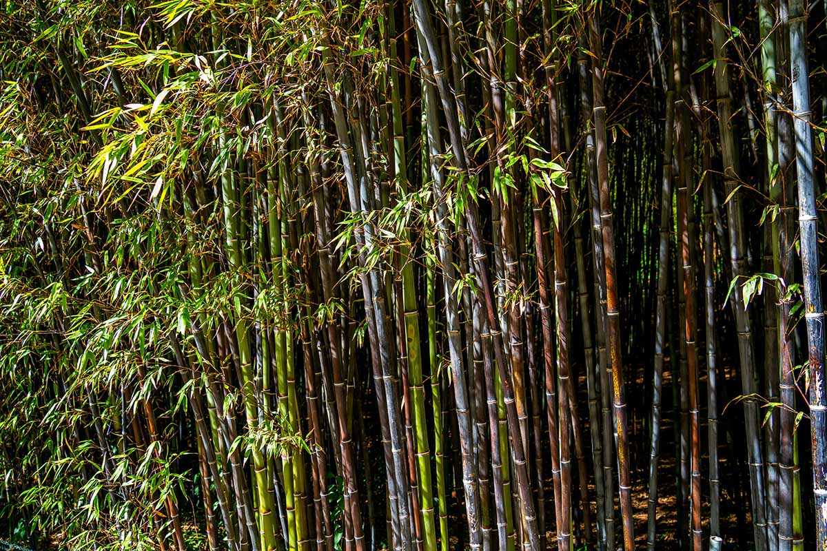 Black Bamboo Rhizomes – Phyllostachys nigra, Bare Root, Fast-Growing, Rare Black Canes, Cold Hardy Bamboo for Landscaping & Privacy
