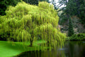 10 Weeping Willow Tree Cuttings – Fresh Unrooted Starts, Salix babylonica, Fast-Growing Shade Tree for Propagation & Landscaping