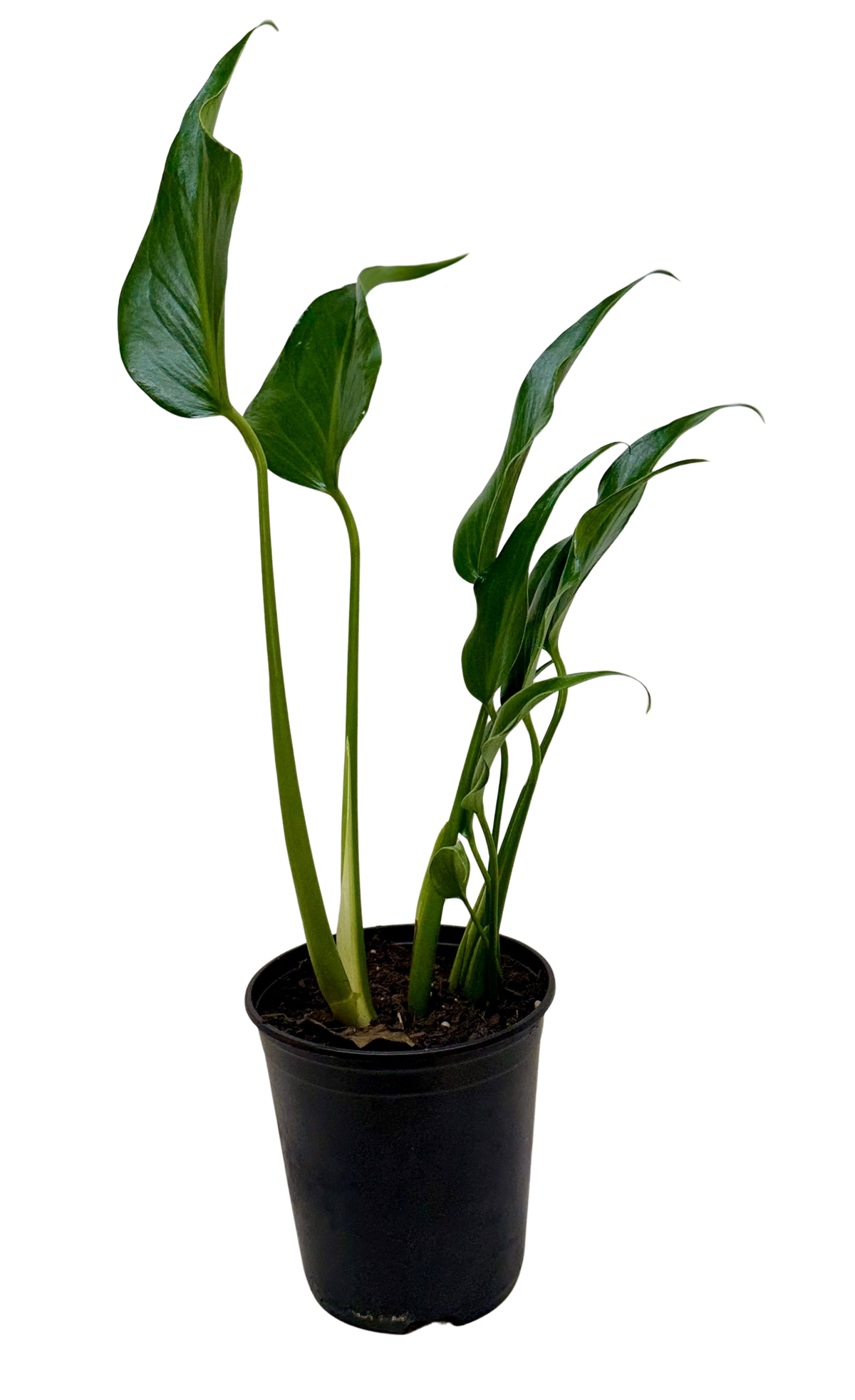 Monstera Burle Marx Flame