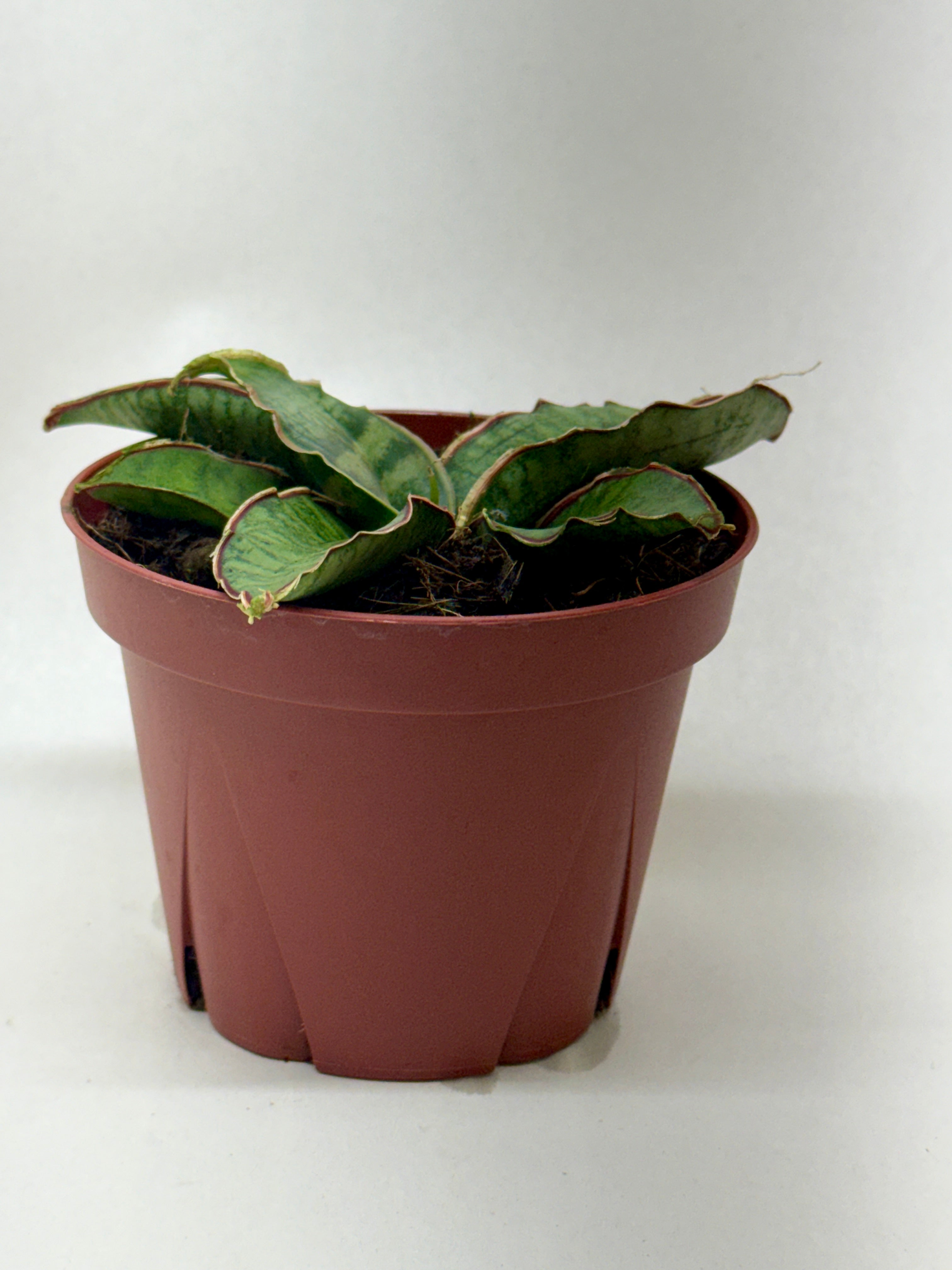 Snake Plant 'Silver Blue'